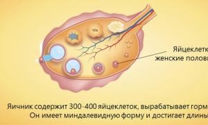 Строение половой системы Какой орган относится к половой системе человека