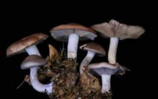 Общая характеристика (М. В. Горленко). Грибы Вегетативное тело грибов представлено